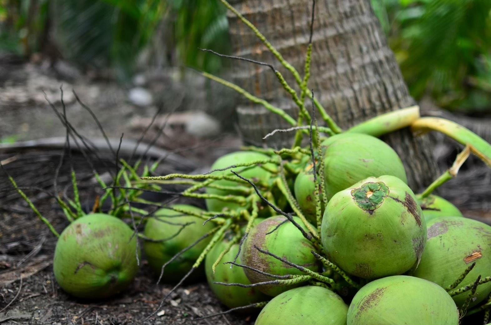 เปิดจุดรับซื้อ"มะพร้าวน้ำหอม"ใน4จังหวัด "พาณิชย์"ลุยแก้ปัญหาราคาตกต่ำ