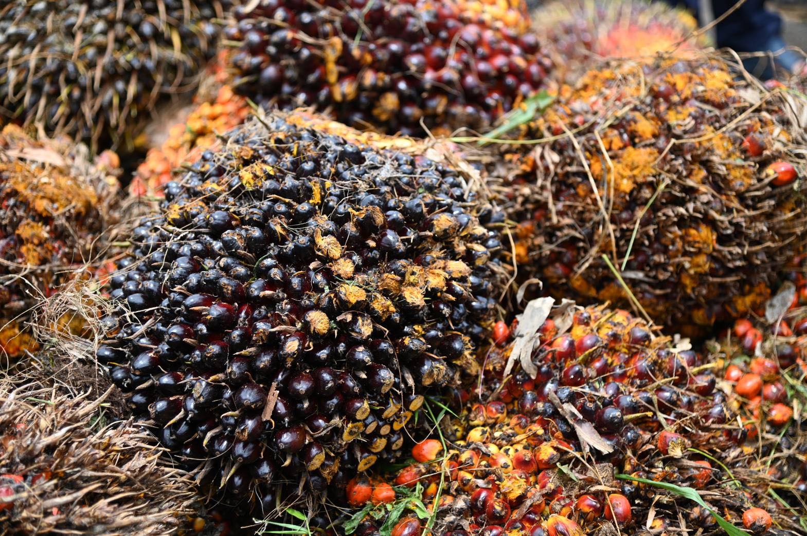 "พาณิชย์"คุมเข้มรับซื้อปาล์มหลังสงกรานต์ ลุยตรวจลานเท&ndash;โรงงาน ป้องกันกดราคา พร้อมดันใช้พลังงานหนุนราคาปรับตัวดีขึ้น