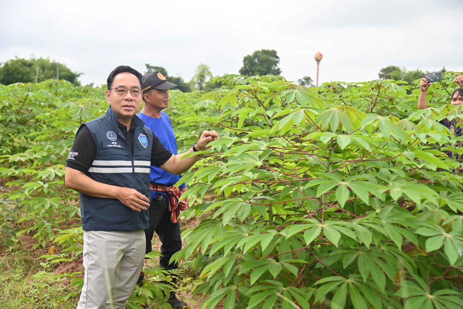 กรมการค้าภายใน ลงพื้นที่ขอนแก่น หนุน "ท่อนพันธุ์มันฯ ต้านทานโรคใบด่าง" ปั้นผลผลิตคุณภาพ